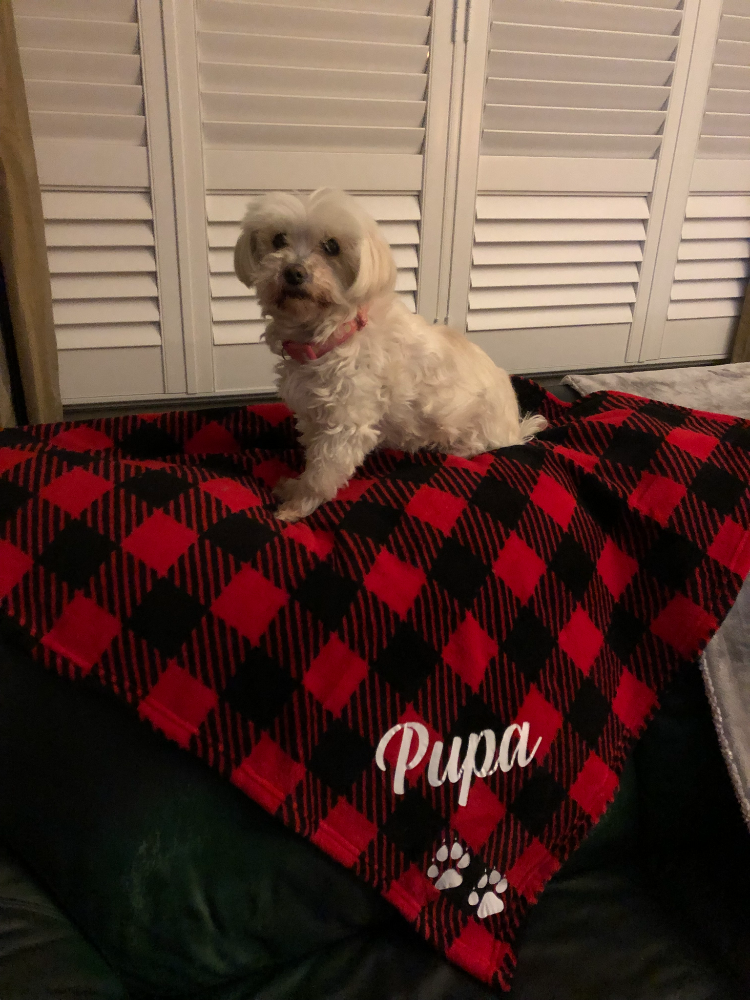 Red dog blanket sale